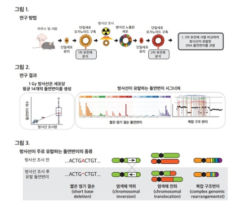 Kaist 암 등 방사선 치료 유발 Dna 돌연변이 첫 규명 화제