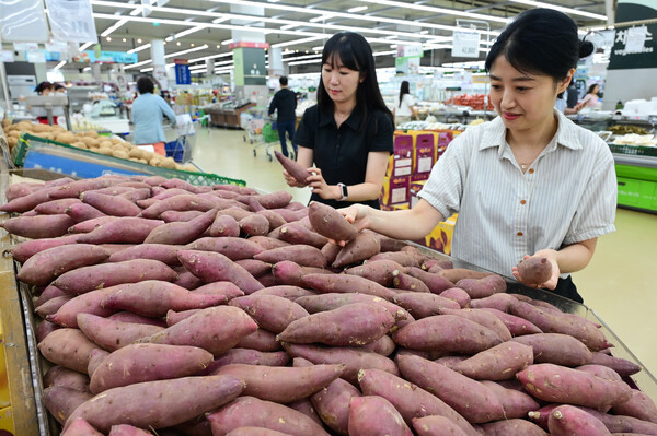 25일 서울 서초구 농협 하나로마트 양재점에서 모델들이 햇고구마를 살펴보고 있다. (사진=농협유통)