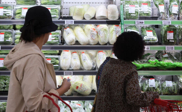 서울 한 대형마트에서 시민들이 알배기 배추를 고르고 있다. (사진=연합뉴스)