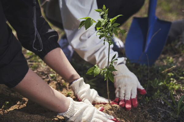 29일 강원도 양양군 달래저수지 일대에서 진행된 ‘비콥숲(B Corp Forest)’ 조성 행사 이미지 (사진=트리플래닛)