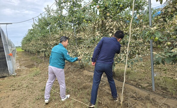 조근수 부사장(왼쪽)이 아산원예농협 관내에 과수농가를 찾아 침수 피해 현장을 점검하는 모습. 사진=NH농협생명