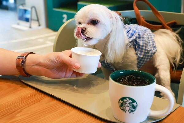 사진=스타벅스 코리아