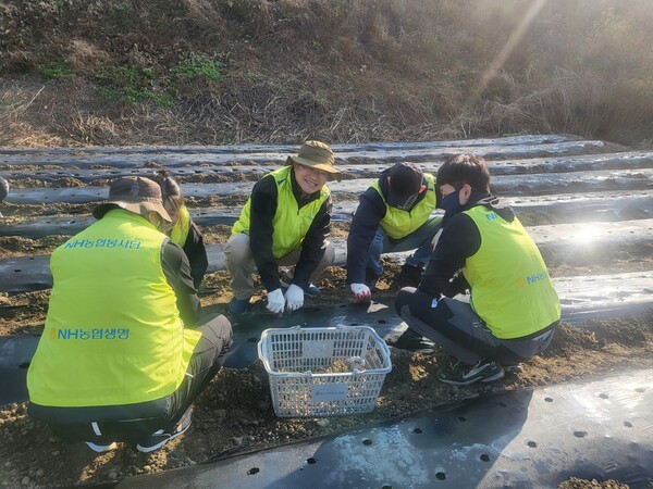 NH농협생명 임도곤 부사장(가운데)과 임직원이 함께 쪽파를 심는 모습. 사진=NH농협생명