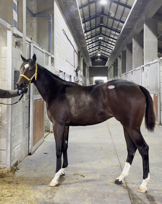 최고 낙찰가를 기록한 ‘닉스고(부마)’와 교배를 진행한 ‘티즈디터민드(모마)’의 자마. 사진=한국마사회.