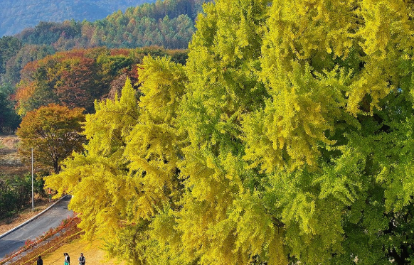 만추. 사진=연합뉴스.