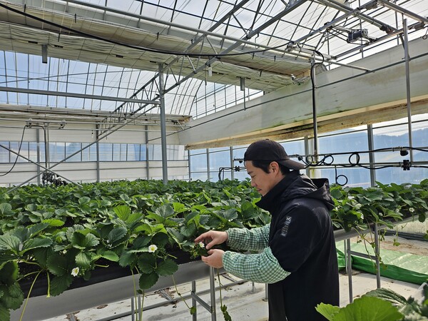 청년 마규선 씨가 박성철 대표 농장에서 재배 실습중인 장면. 강진군 제공. 