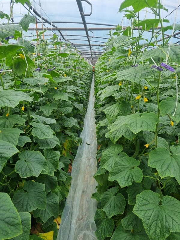 순천 오이 재배농가. 순천시 제공.