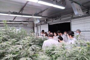 '의료용 대마' 규제 허들 낮아진다...韓 유망기업은 - 뉴스 썸네일 이미지